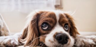 Hulpmiddeltje voor de hond