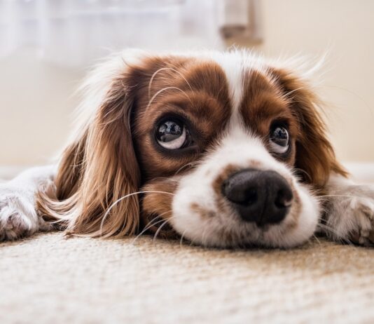 Hulpmiddeltje voor de hond
